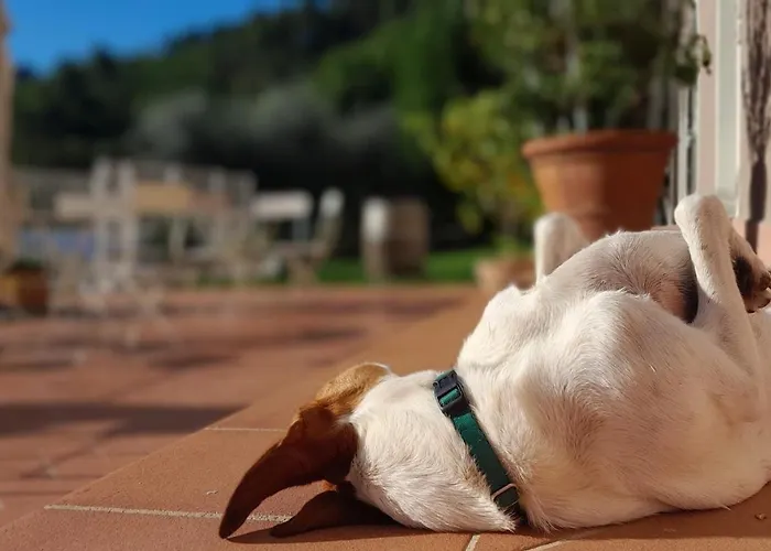 Oliviana فيلة مونت كارلو