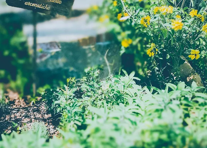 Oliviana فيلة مونت كارلو